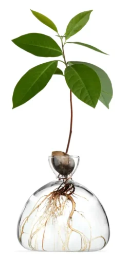 Keimglas Ilex