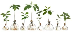Keimglas Ilex