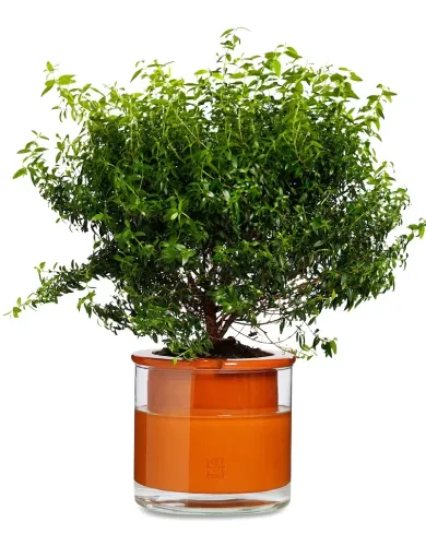 Pflanzgefäß Wet Pot Systems