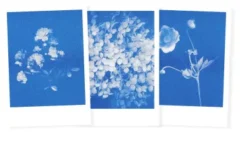 Postkarten-Set Riso